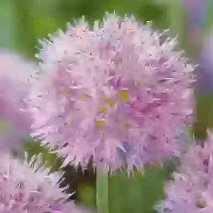 Carolinianum Rosy Dream